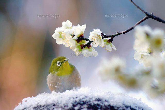 雪と梅とメジロ[02397000005]の写真・イラスト素材｜アマナイメージズ