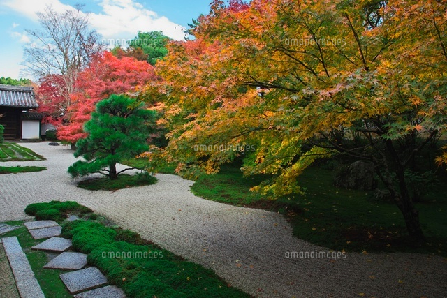南禅寺塔頭天授庵の枯山水庭園と紅葉 の写真素材 イラスト素材 アマナイメージズ