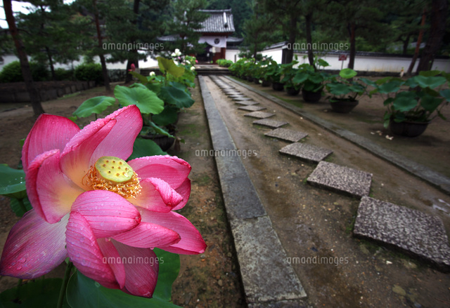 鉢植えの蓮が並ぶ寺院参道 の写真素材 イラスト素材 アマナイメージズ