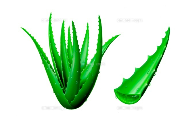 アロエ 水滴つき イラスト の写真素材 イラスト素材 アマナイメージズ