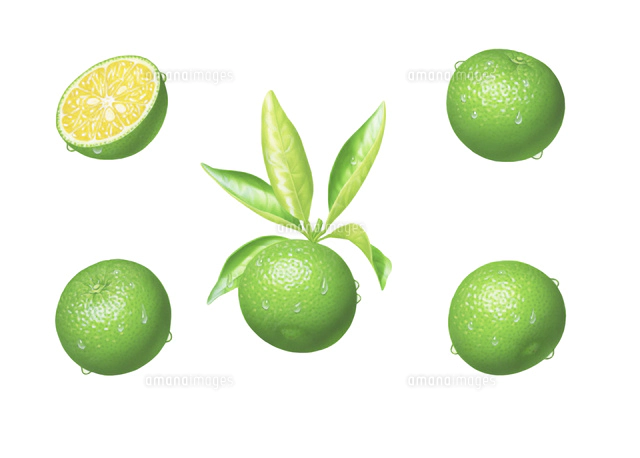 カボス イラスト の写真素材 イラスト素材 アマナイメージズ カボス イラスト の写真素材 イラスト素材 アマナイメージズ