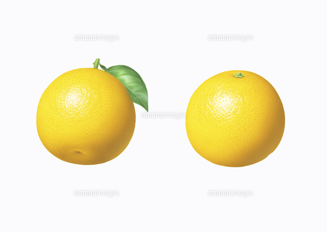 グレープフルーツ イラスト の写真素材 イラスト素材 アマナイメージズ