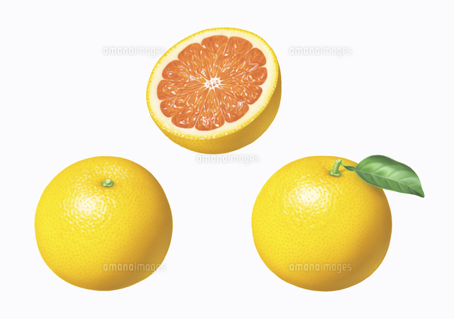 グレープフルーツ イラスト の写真素材 イラスト素材 アマナイメージズ グレープフルーツ イラスト の写真素材 イラスト素材 アマナイメージズ