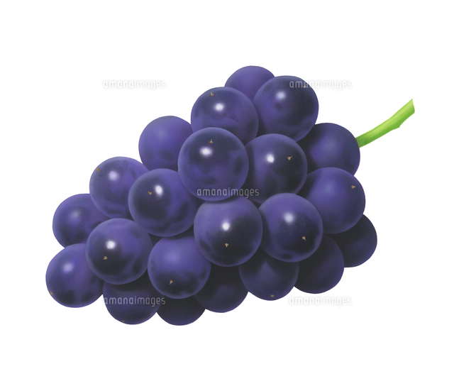 ぶどう イラストの写真素材 ストックフォト アマナイメージズ