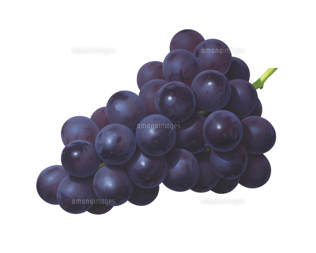 ぶどう[02405000208]の写真・イラスト素材｜アマナイメージズ