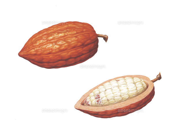 カカオ の写真素材 イラスト素材 アマナイメージズ