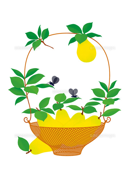 静物 洋梨とフルーツバスケット の写真素材 イラスト素材 アマナイメージズ