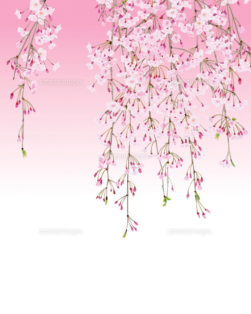 ピンクのグラデーションバックの枝垂れ桜 の写真素材 イラスト素材 アマナイメージズ