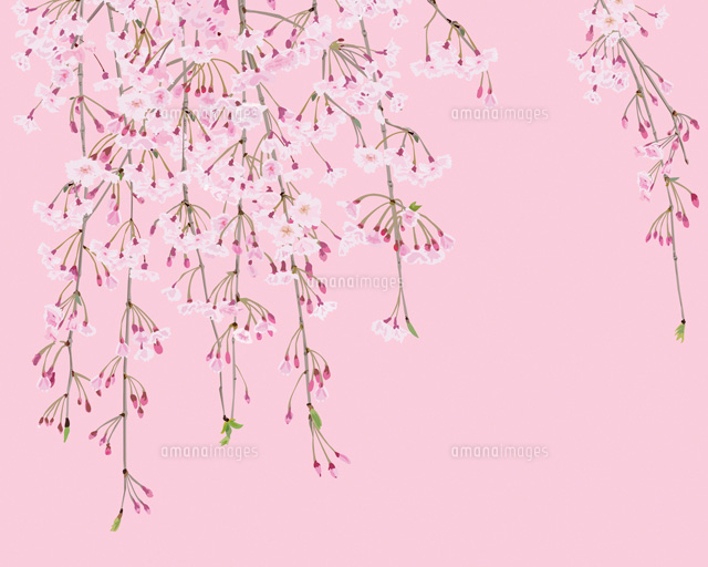 ピンク地の枝垂れ桜[02413000015A]の写真・イラスト素材｜アマナ