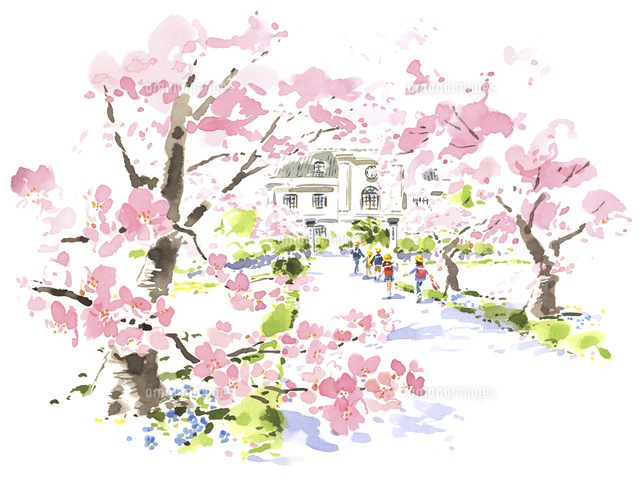 登校する小学生と桜 の写真素材 イラスト素材 アマナイメージズ