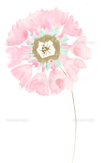 花 の写真素材 イラスト素材 アマナイメージズ