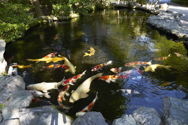 伊勢神宮参道 の写真素材 イラスト素材 アマナイメージズ