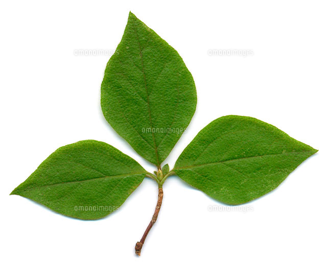 コバノミツバツツジの枝葉[02513000036]の写真・イラスト素材｜アマナ