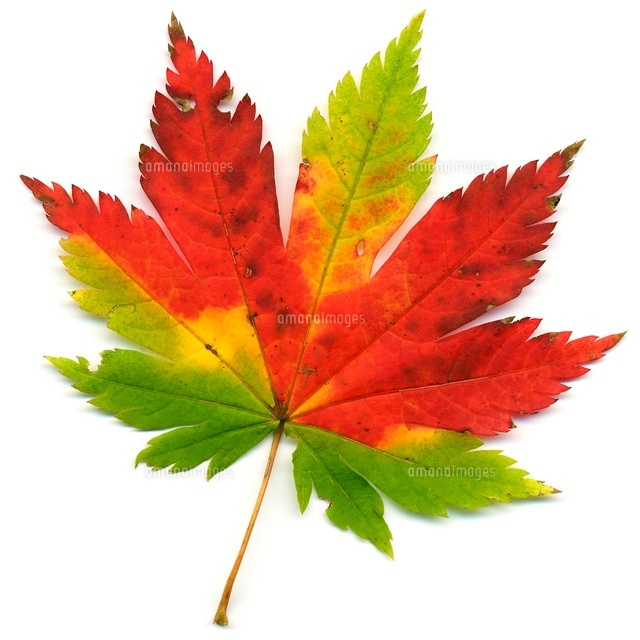 3色が交じったハウチワカエデの紅葉[02513000125]の写真・イラスト素材 