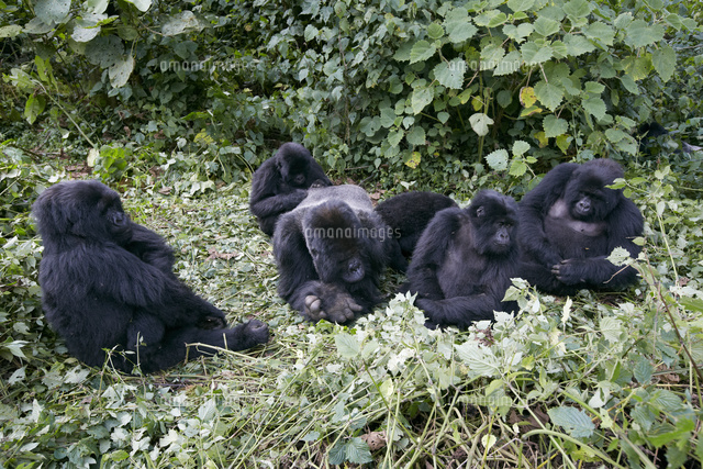 マウンテンゴリラの家族[02525000798]の写真・イラスト素材｜アマナ