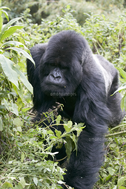 マウンテンゴリラシルバーバック シルバーバックゴリラ, ゴリラ, マウンテンゴリラ