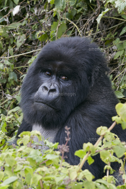 マウンテンゴリラのシルバーバック[02525000831]の写真・イラスト素材
