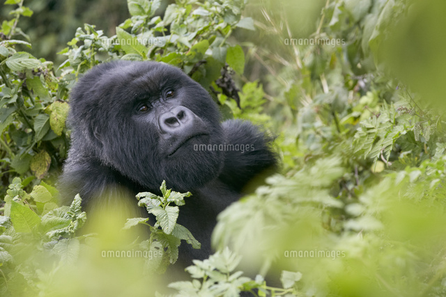 マウンテンゴリラのシルバーバック[02525000838]の写真・イラスト素材