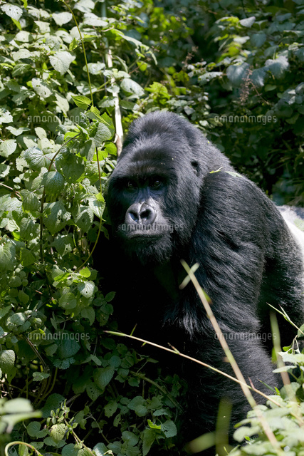 マウンテンゴリラのシルバーバック の写真素材 イラスト素材 アマナイメージズ