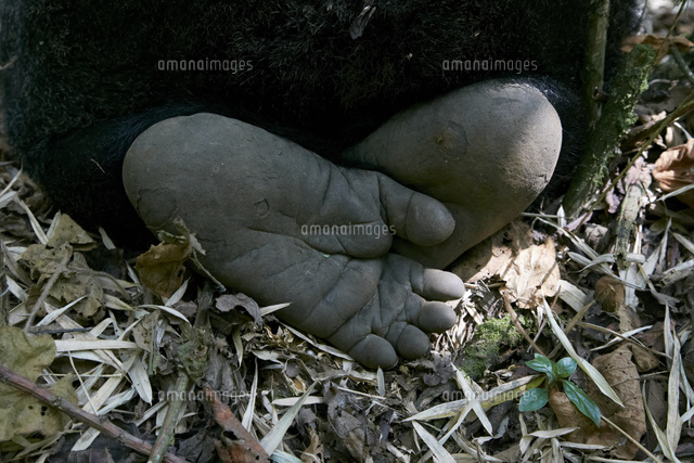 マウンテンゴリラの足の裏 の写真素材 イラスト素材 アマナイメージズ