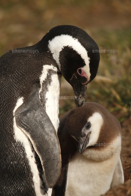 マゼランペンギンの親子[02527000360]の写真・イラスト素材｜アマナ