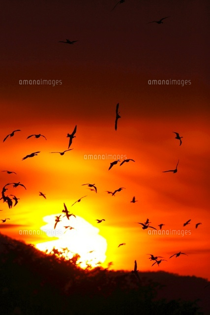 夕陽と雁[02527000527]の写真・イラスト素材｜アマナイメージズ
