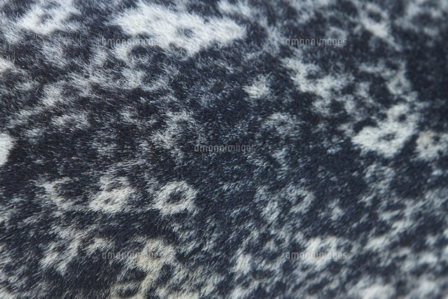 ゼニガタアザラシの体の模様 の写真素材 イラスト素材 アマナイメージズ