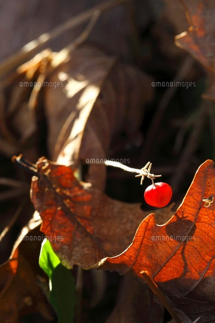 初冬まで残ったマイヅルソウの実 の写真素材 イラスト素材 アマナイメージズ