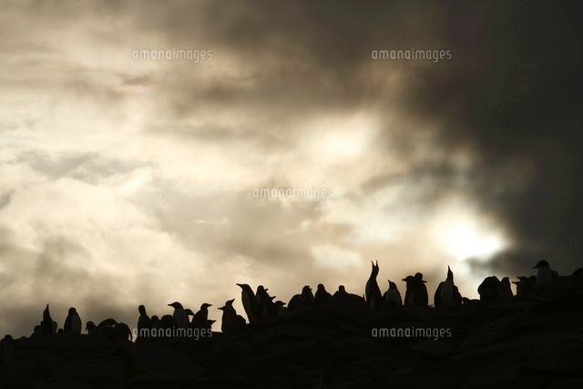 ジェンツーペンギンのルッカリーに夕方の雷雲迫る の写真素材 イラスト素材 アマナイメージズ