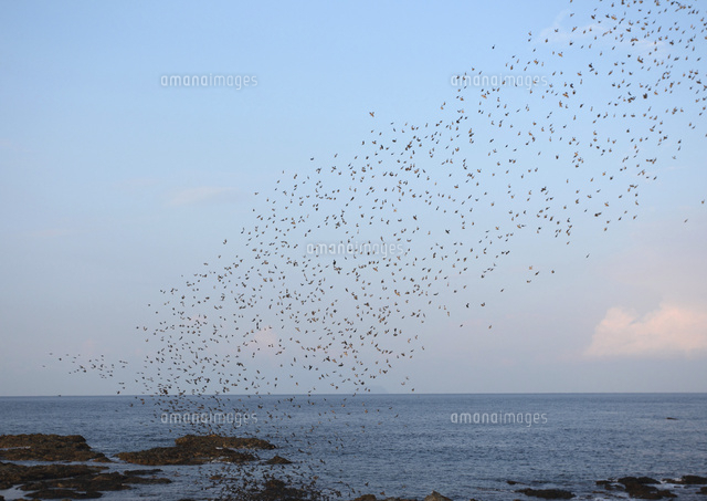 本州へ渡るヒヨドリの大群がハヤブサの攻撃を避けて急降下 の写真素材 イラスト素材 アマナイメージズ