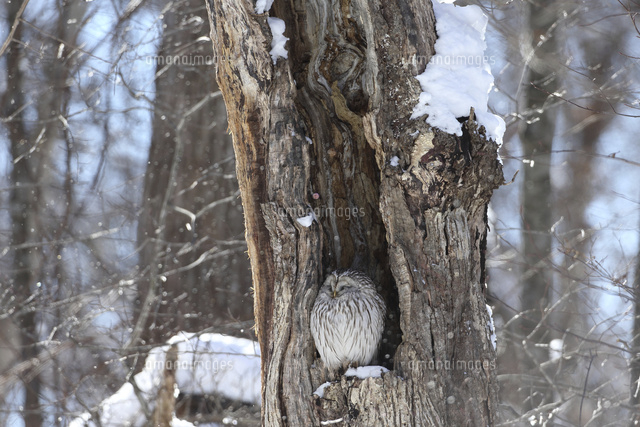樹洞 北海道発 大きいです(^^) 樹洞 北海道発 大きいです(^^)