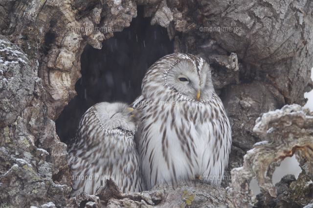 羽繕いしているフクロウのつがい[02527002638]の写真・イラスト素材