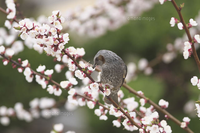 ウメの花から吸蜜するヒヨドリ の写真素材 イラスト素材 アマナイメージズ