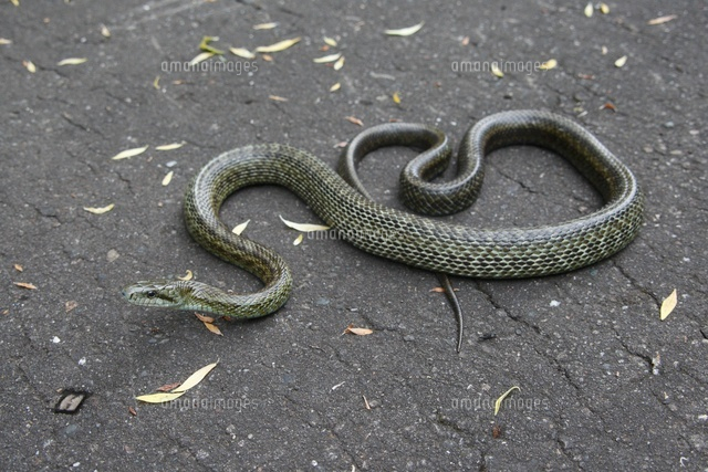 アオダイショウ成蛇 全身 の写真素材 イラスト素材 アマナイメージズ