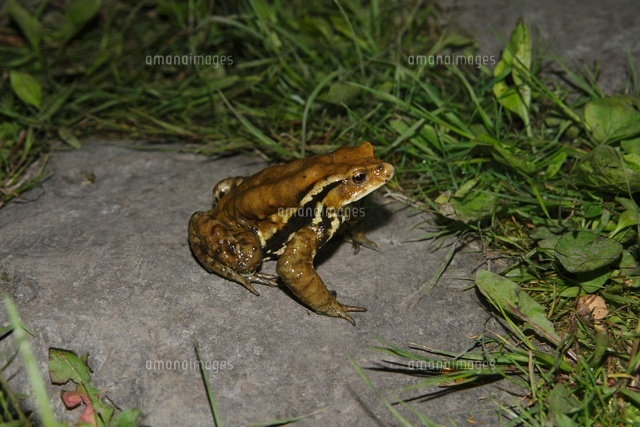 ニホンヒキガエル アズマヒキガエル 見分け方 | アズマヒキガエル 現在 – ZOEY