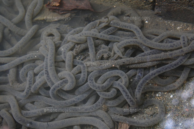アズマヒキガエル 卵 ニホンヒキガエル（亜種アズマヒキガエル）：卵[02528000020]の写真