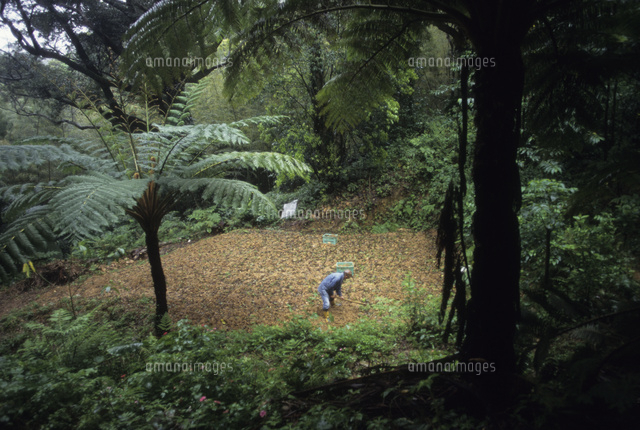奄美カレー作り の写真素材 イラスト素材 アマナイメージズ
