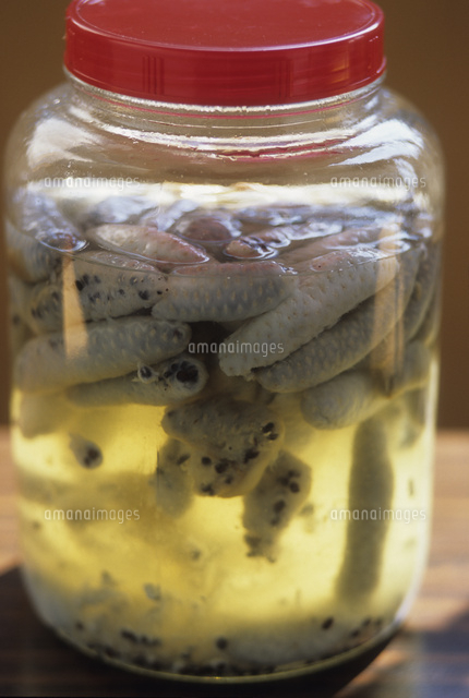 白い果肉を焼酎につけて一年ねかすと 果実酒になる の写真素材 イラスト素材 アマナイメージズ