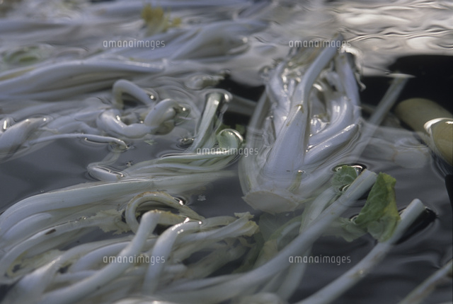 流水の中の雪菜 の写真素材 イラスト素材 アマナイメージズ