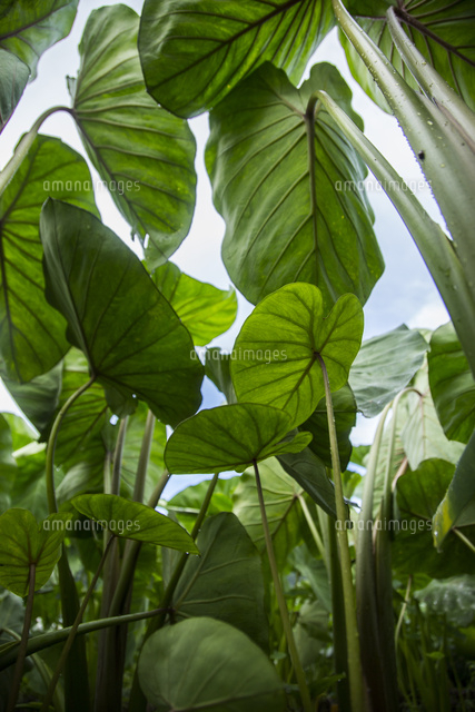 見上げたサトイモの葉と空 の写真素材 イラスト素材 アマナイメージズ