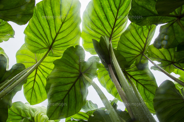 見上げたサトイモの葉 の写真素材 イラスト素材 アマナイメージズ