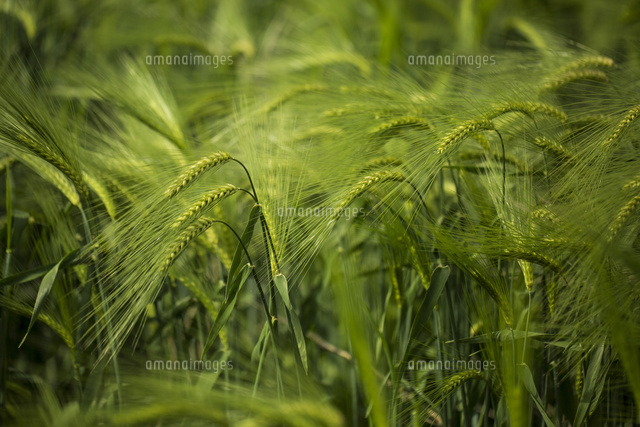ムギ畑 の写真素材 イラスト素材 アマナイメージズ