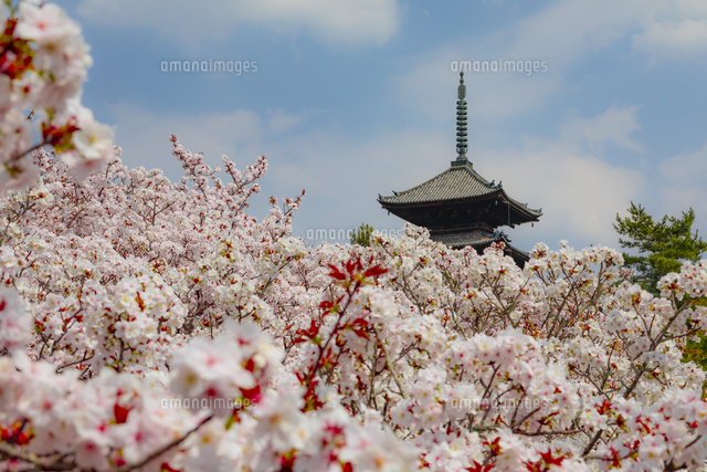 仁和寺の五重塔と御室桜[02565000632]の写真・イラスト素材｜アマナ