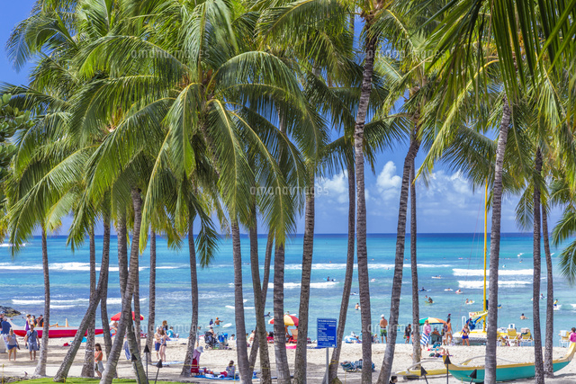 ワイキキビーチとヤシの木 の写真素材 イラスト素材 アマナイメージズ