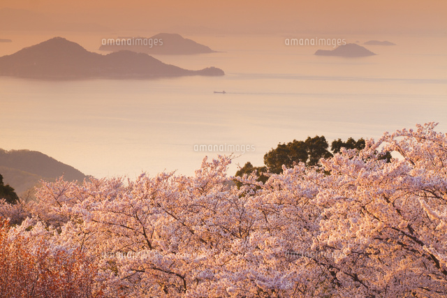 紫雲出山の桜と瀬戸内海の夕景[02583000704]の写真・イラスト素材