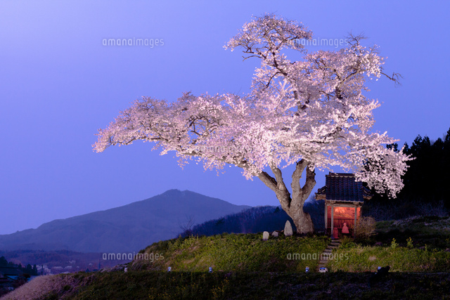 小沢の桜ライトアップ[02583000820]の写真・イラスト素材