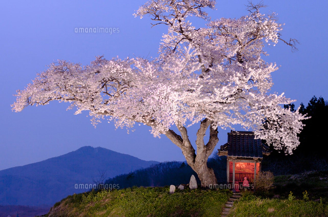 現代アート「桜並木のライトアップ」（3D painting） お花見巡り夜桜編 ライトアップで水面に映る桜🌸 綺麗過ぎました