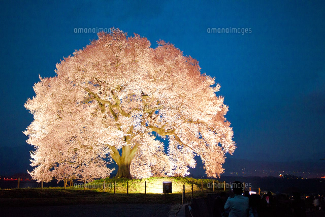 現代アート「富士とわに塚桜のライトアップ」（3D painting） 立体絵画の「富士とわに塚桜のライトアップ」 富士とわに塚