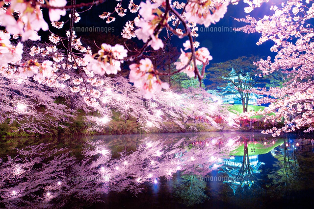 高田公園の高田城三重櫓の夜景と桜[02583001361]の写真・イラスト素材
