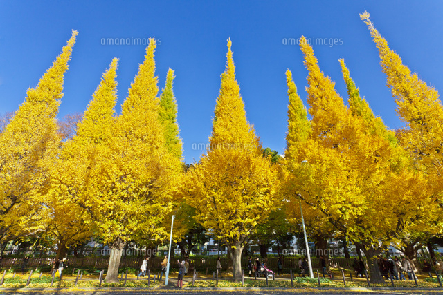 銀杏並木と青空 の写真素材 イラスト素材 アマナイメージズ
